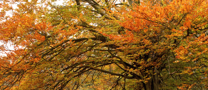 beautiful-shot-trees-with-colorful-leaves-autumn-forest.png