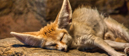 closeup-fennec-fox-sleeping-stone-warm-sunlig.png