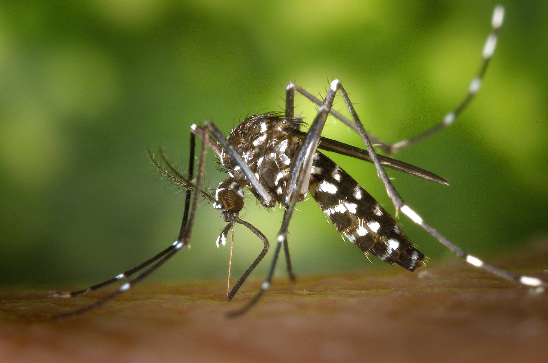 moustique-hd.jpg